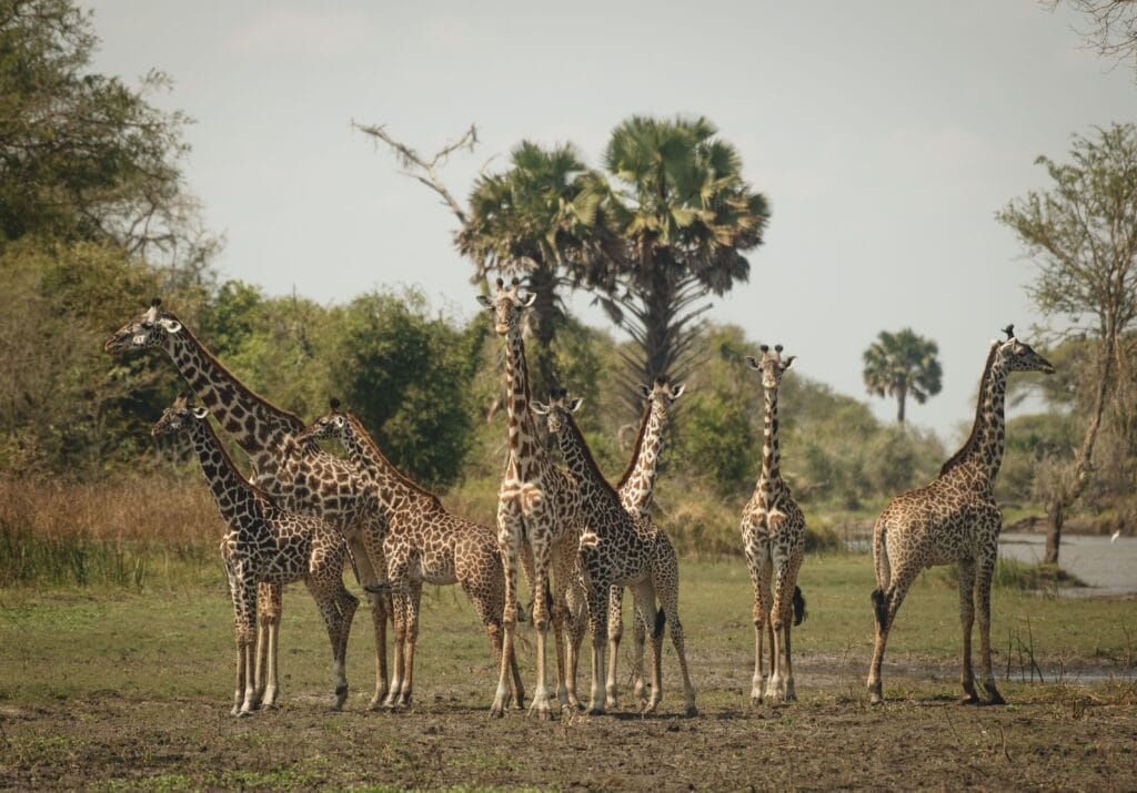 Chada Katavi, Tanzania, Ganders Travel 