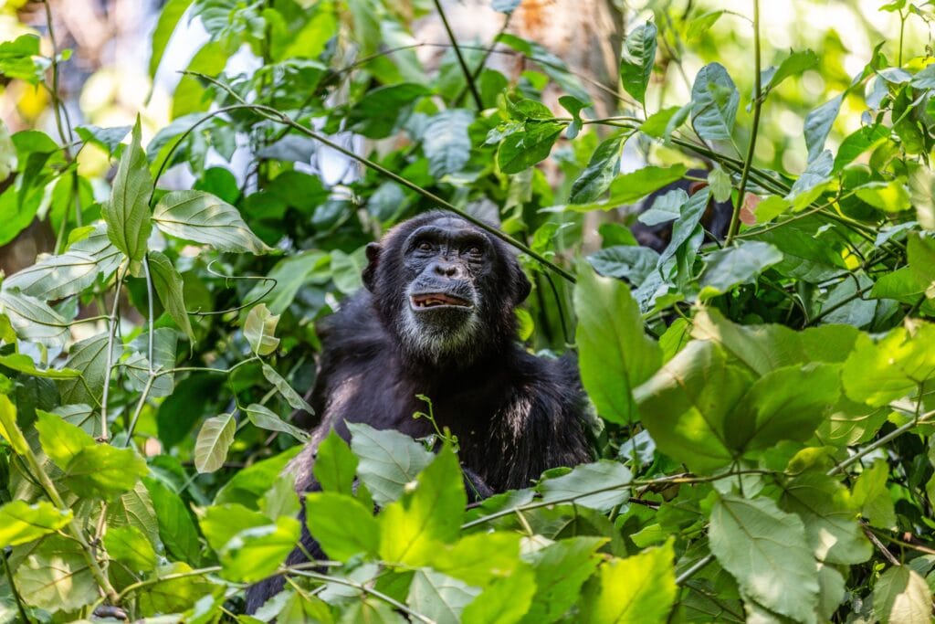 Greystoke Mahale, Tanzania, Ganders Travel 