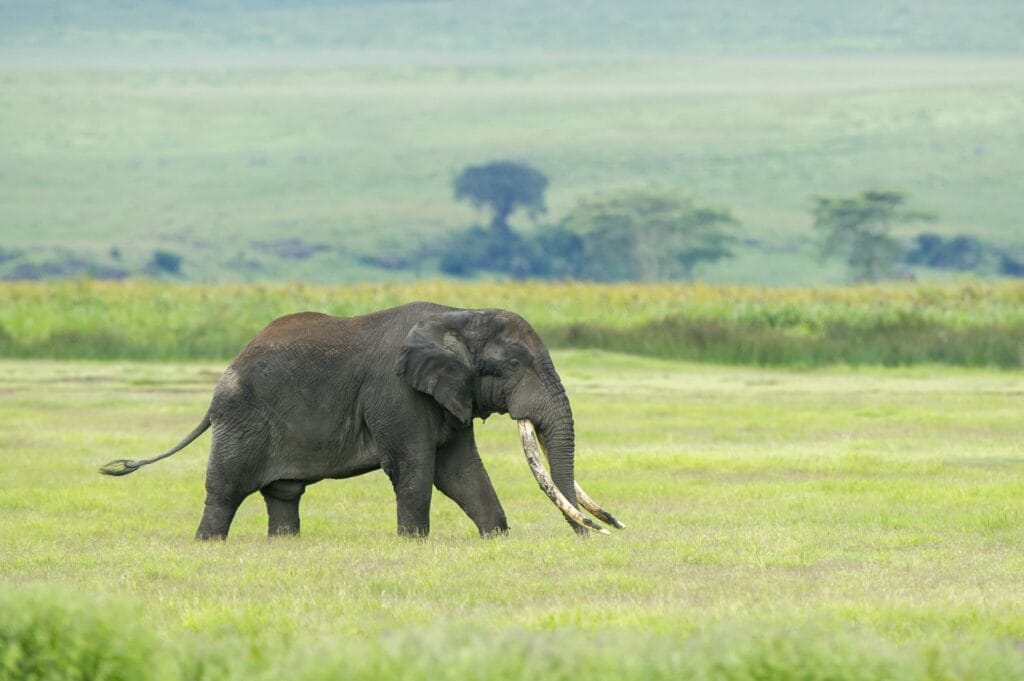 Sanctuary Ngorongoro, Tanzania, Ganders Travel