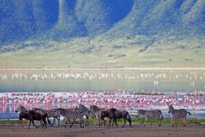 Sanctuary Ngorongoro, Tanzania, Ganders Travel