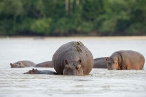 Sand Rivers Selous, Nyerere National Park, Tanzania, Ganders Travel