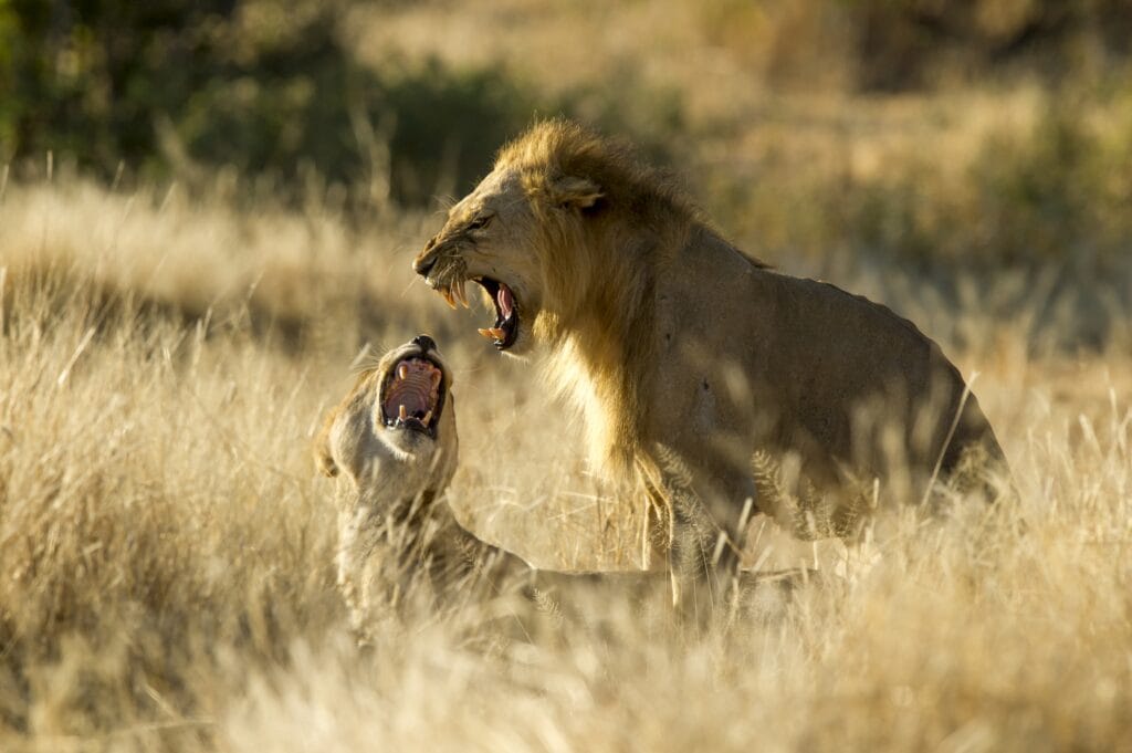 Kigelia Camp, Ruaha, Tanzania, Ganders Travel 