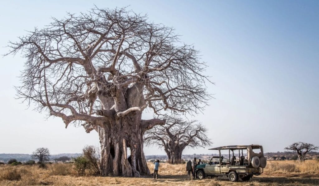 Kigelia Camp, Ruaha, Tanzania, Ganders Travel 