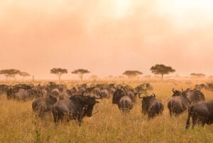Lamai Serengeti, Tanzania, Ganders Travel