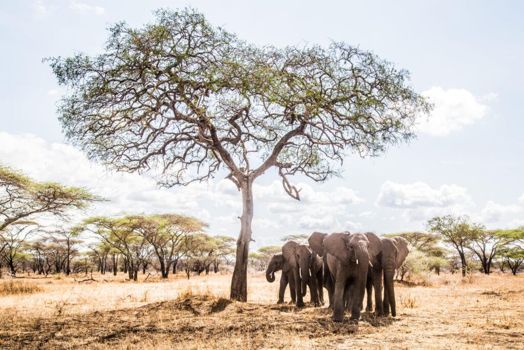 Mila Tented Camp, Serengeti, Tanzania, Ganders Travel 