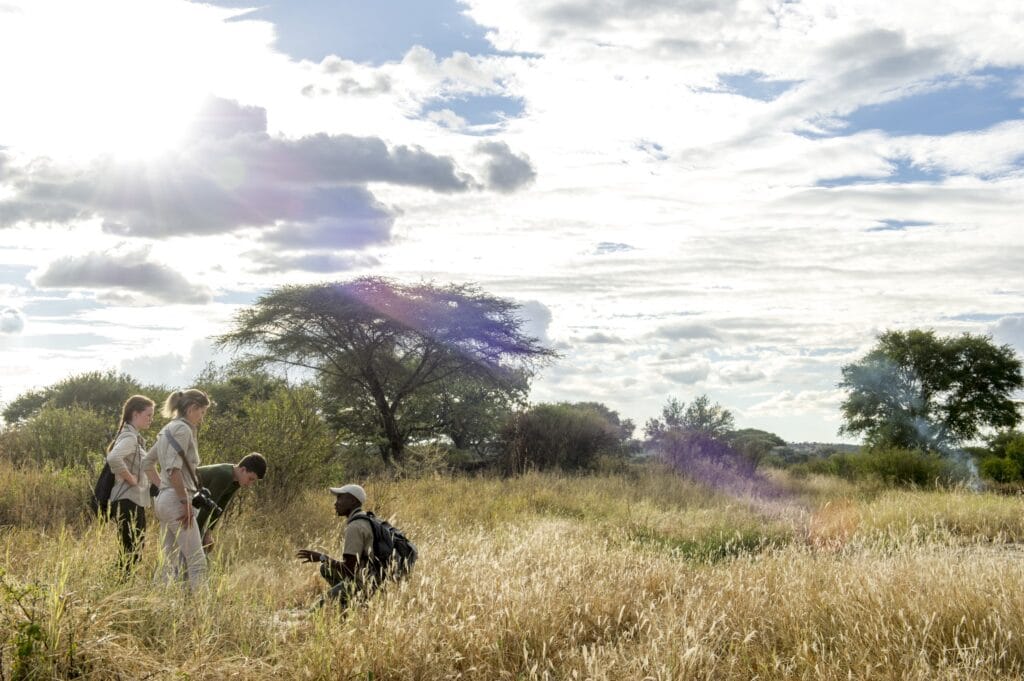 Tarangire Treetops, Tanzania, Ganders Travel