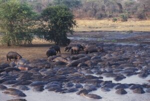 Chada Katavi, Tanzania, Ganders Travel