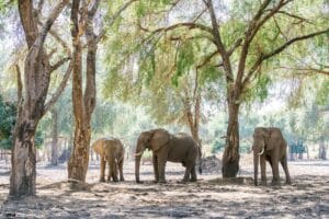 Zambia, Lower Zambezi, Chongwe, Ganders Travel