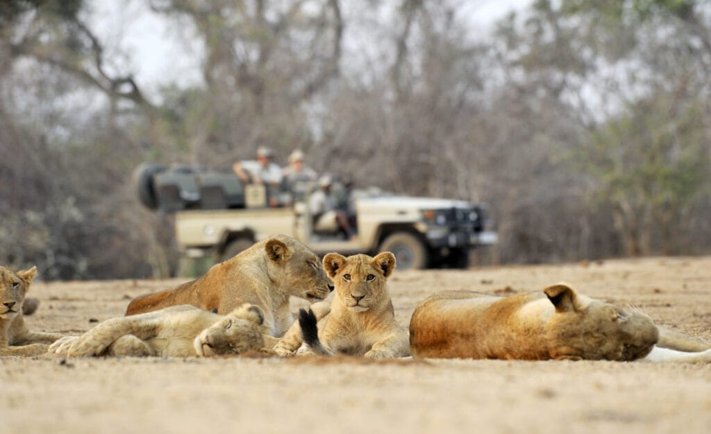 Lower Zambezi National Park, Chiawa, Zambia,  Ganders Travel 