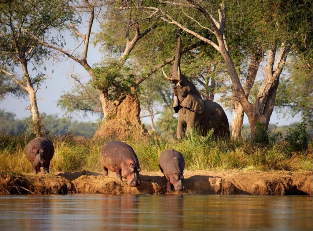 Lower Zambezi National Park, Zambia,  Ganders Travel 