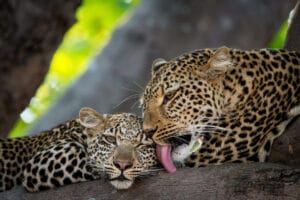 South Luangwa National park, RPS, Ganders Travel