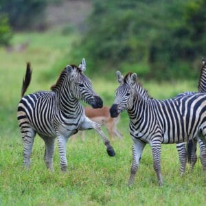 Chilo Gorge Malilangwe National Park, Zimbabwe, Ganders Travel