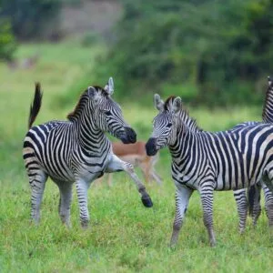 Chilo Gorge Malilangwe National Park, Zimbabwe, Ganders Travel