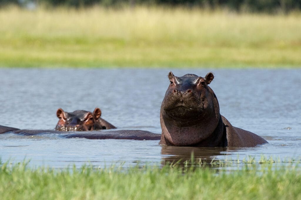 Hwange National Park, Wilderness Safaris, Ganders Travel 