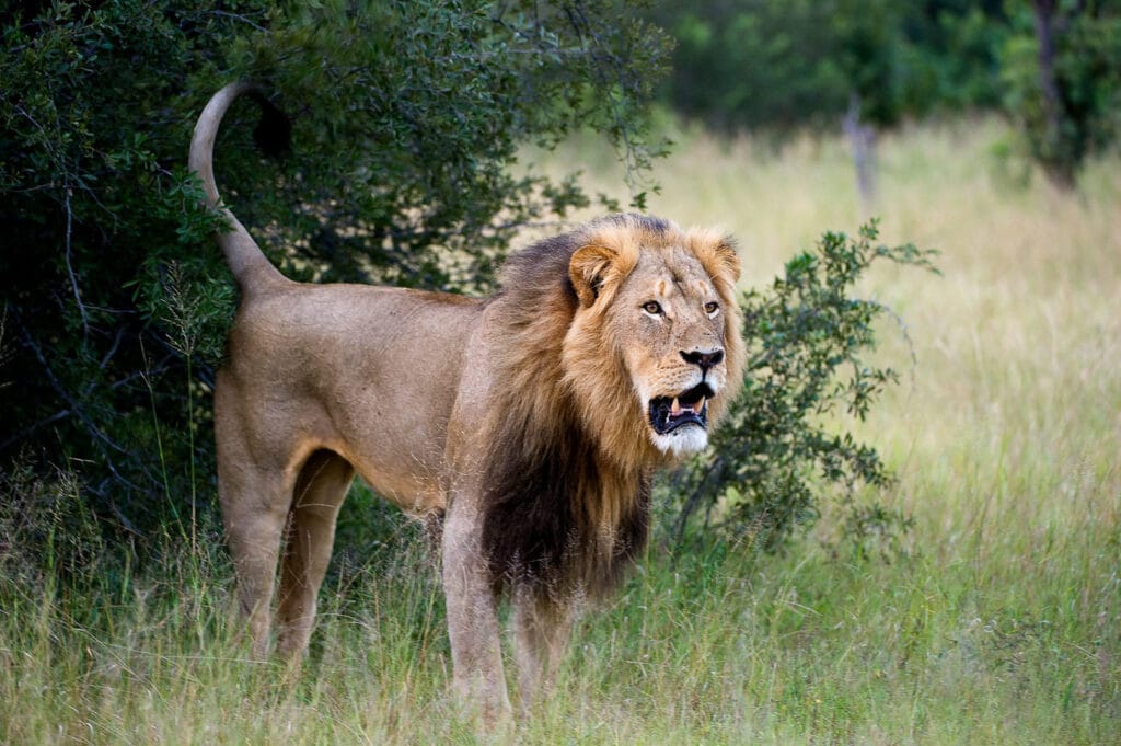 Hwange National Park, Wilderness Safaris, Ganders Travel 