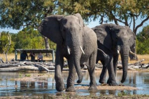 Hwange National Park, Wilderness Safaris, Ganders Travel
