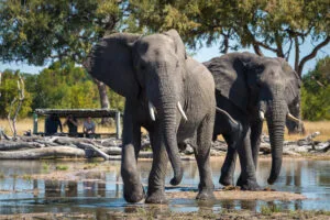 Hwange National Park, Wilderness Safaris, Ganders Travel