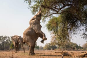 Zimbabwe Mana Pools Wilderness Chikwenya 15 1 - Ganders Travel