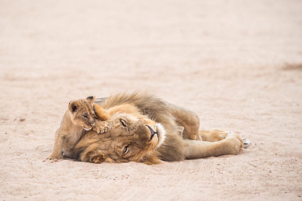 Mana Pools National Park, Chikwenya Camp, Ganders Travel