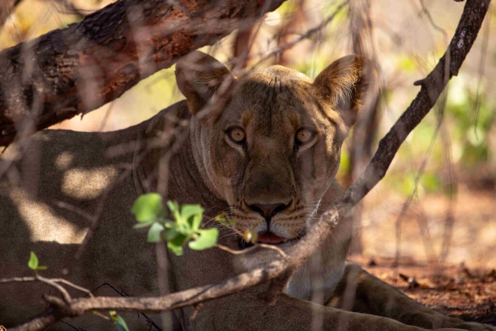 Zimbabwe Matusadona Bumi Hills, Ganders Travel