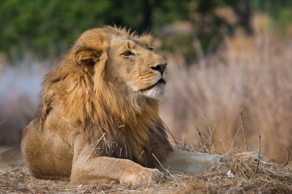 Kafue National Park, Zambia, Ila Camp, Ganders Travel 