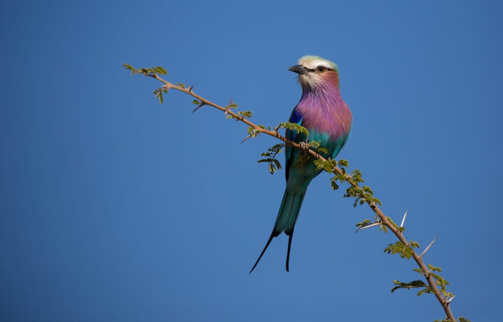Bird