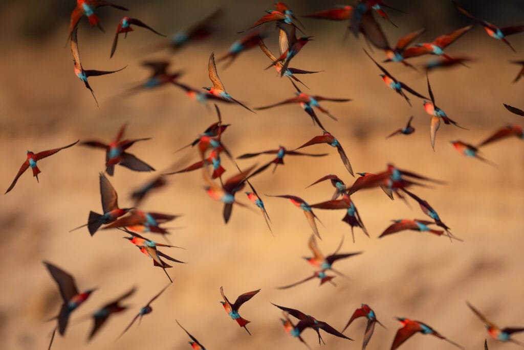 Bird