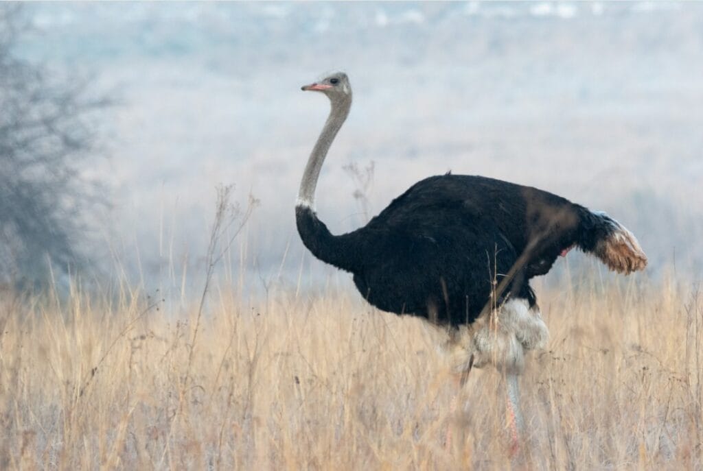 Bird