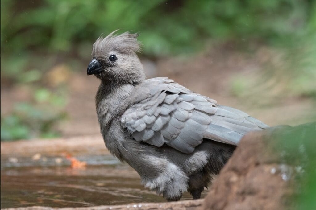 Bird