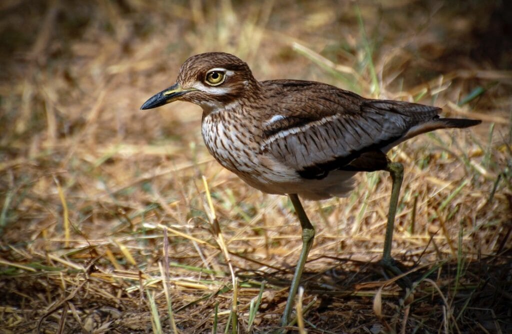 Water thick knee Alistair Routledge - Ganders Travel