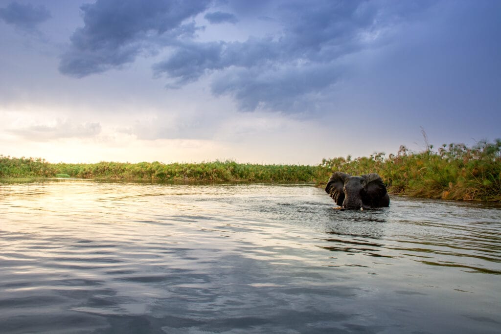 Botswana Safari 2026